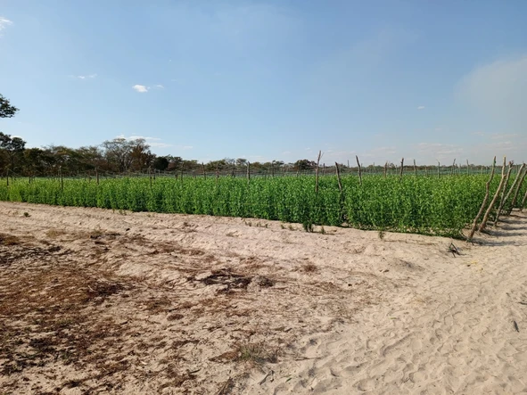 Farm & Agricultural Land