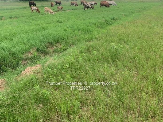 Plot For Sale
