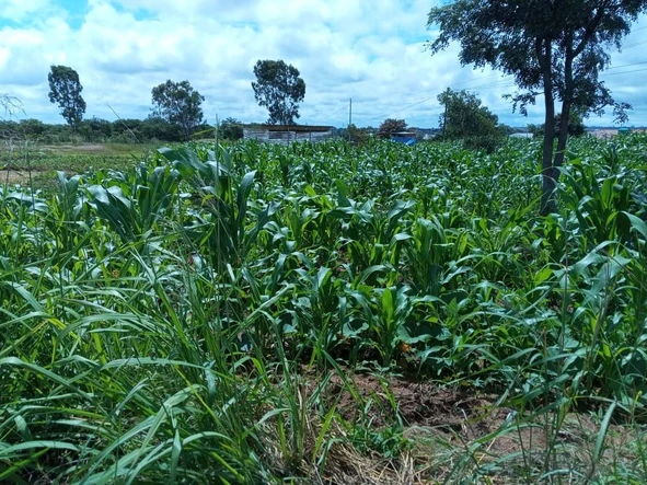 Commercial & Industrial Land