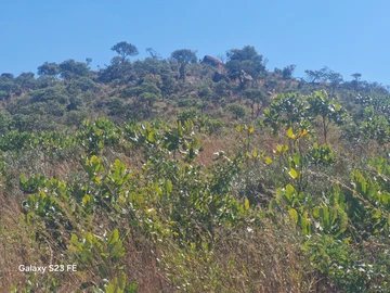 Stands & Residential Land