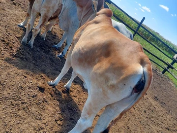 Farm & Agricultural Land