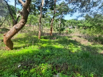 Farm & Agricultural Land