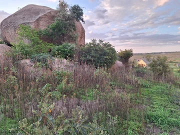 Stands & Residential Land