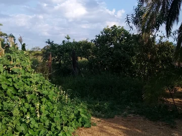 Farm & Agricultural Land