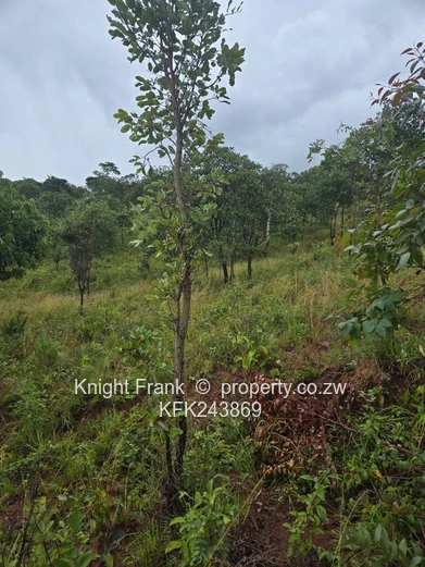 6000m² Shawasha Hills Stand — Access Controlled, Tarred