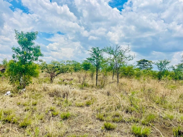 Commercial & Industrial Land