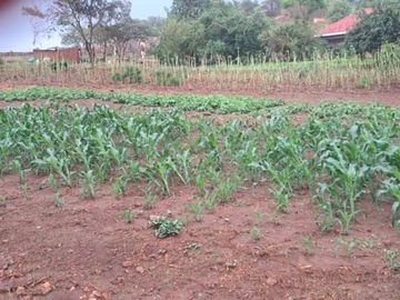 Stands & Residential Land