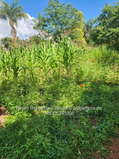 Greystone Park: 4-Bed Home on 9,185 m² with Pool & Borehole