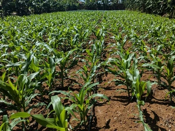 Farm & Agricultural Land