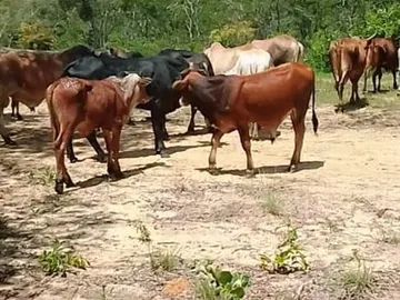 Farm & Agricultural Land