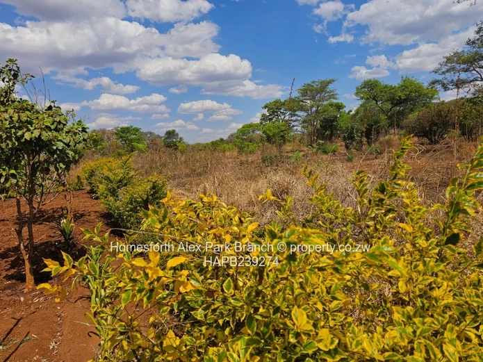 Kwekwe stand for sale