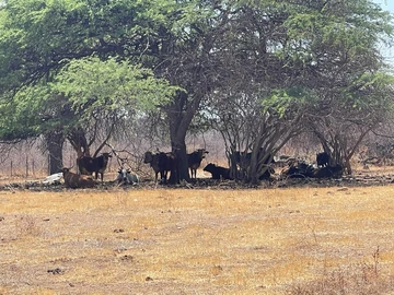 Farm & Agricultural Land