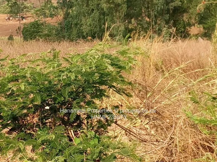 Glen lorne  (Sole Mandate)