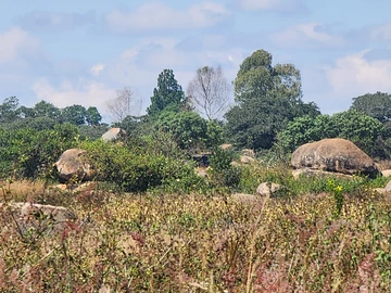 Stands & Residential Land