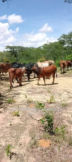 15ha plots in Mvuma , 20km from masvingo highway.immediate occupation on deposit.74k
