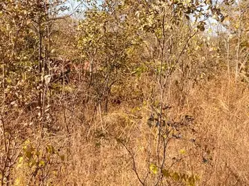 Farm & Agricultural Land