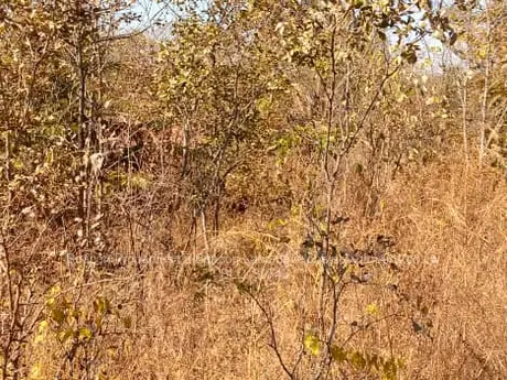 Chegutu Plots