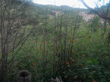 Commercial & Industrial Land