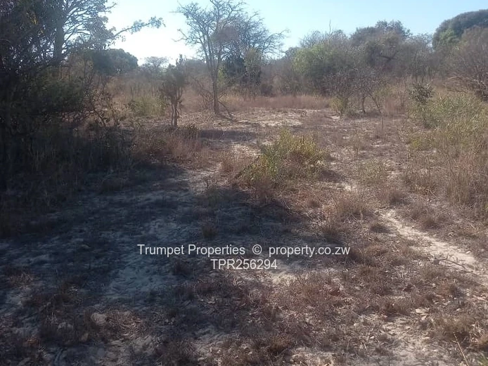 3ha Bushveld Grazing Farm in Kadoma with Gravel Road