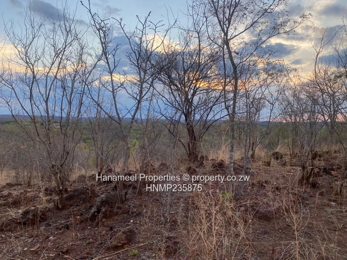 Kwekwe Msasa/ Golden Acres