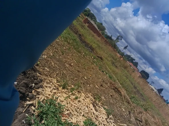 Land