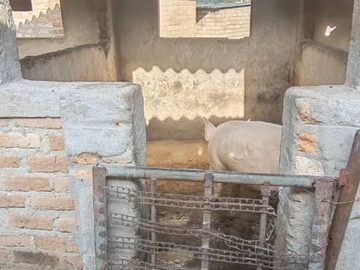 Farm & Agricultural Land