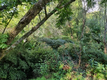 Farm & Agricultural Land