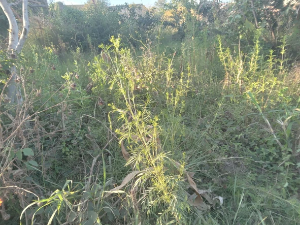 Commercial & Industrial Land