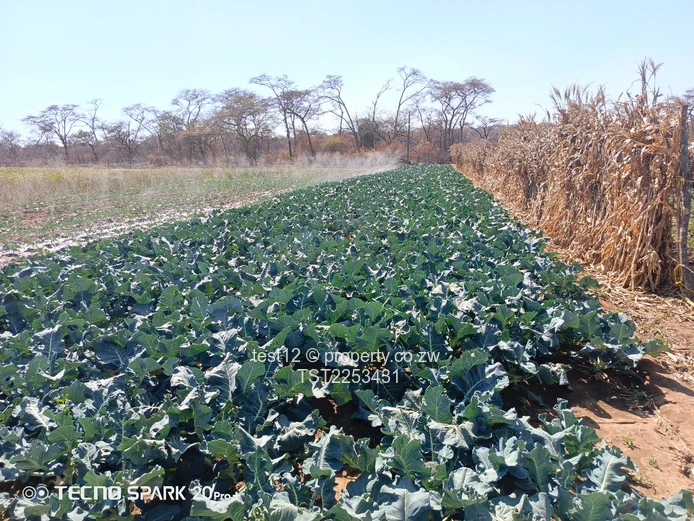 Mazowe Farm For Sale  (Sole Mandate)