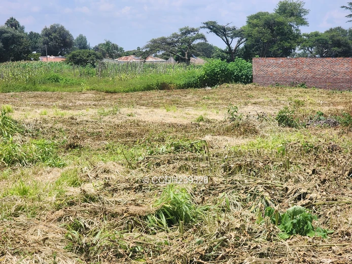 Bluffhill Infill Stands For Sale (Sole Mandate)