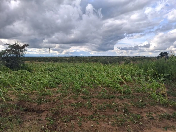 Stands & Residential Land