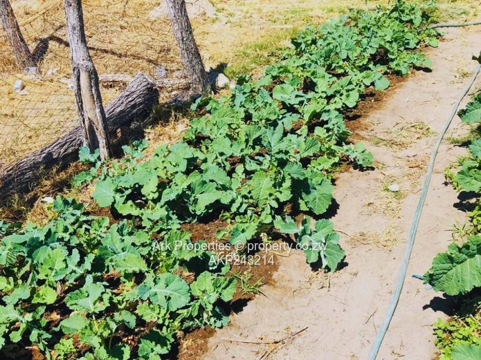 Farm For Sale In Ngezi