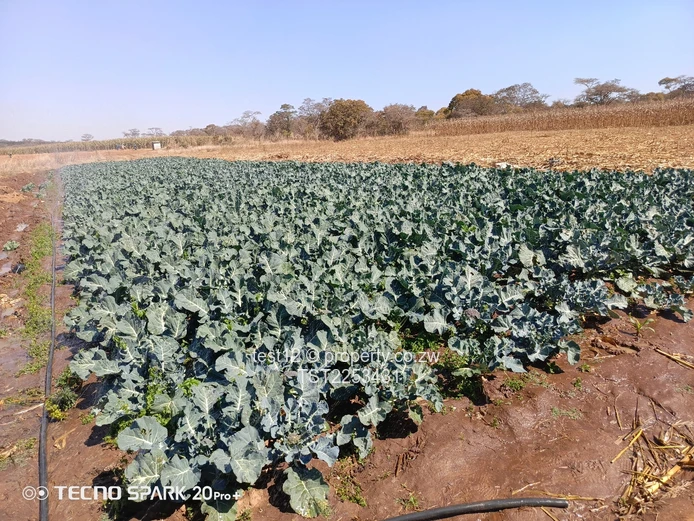 Mazowe Farm For Sale  (Sole Mandate)