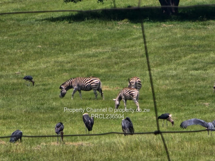 Pomona Serviced Residential Stands in Wild Geese, Buckland Gated Community