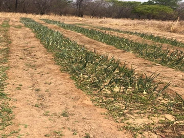 Farm & Agricultural Land