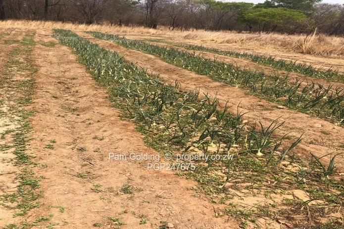 Farm for sale
