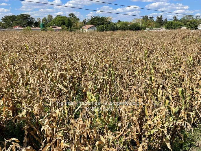 Old Malborough Stand For Sale  