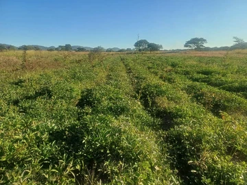 Prime 5-Hectare Farm for Rent in Norton with Borehole Access!