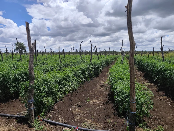 Farm & Agricultural Land