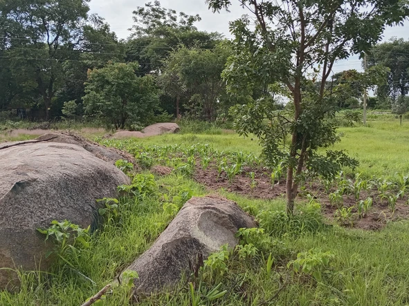 Stands & Residential Land