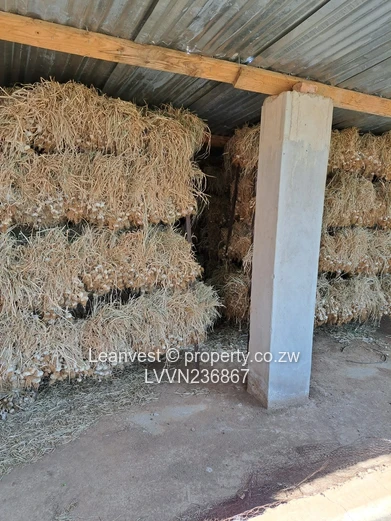 Chegutu - Suri Suri Plot To Rent