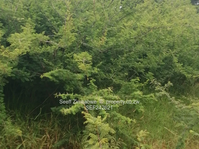 Rare Gem in Kensington, On Prime 8094 square meters virgin land in Bulawayo with Enormous Potential (Sole Mandate)