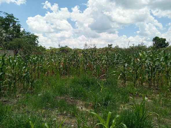 Farm & Agricultural Land