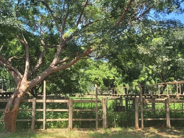                           DEVELOPMENT opportunity