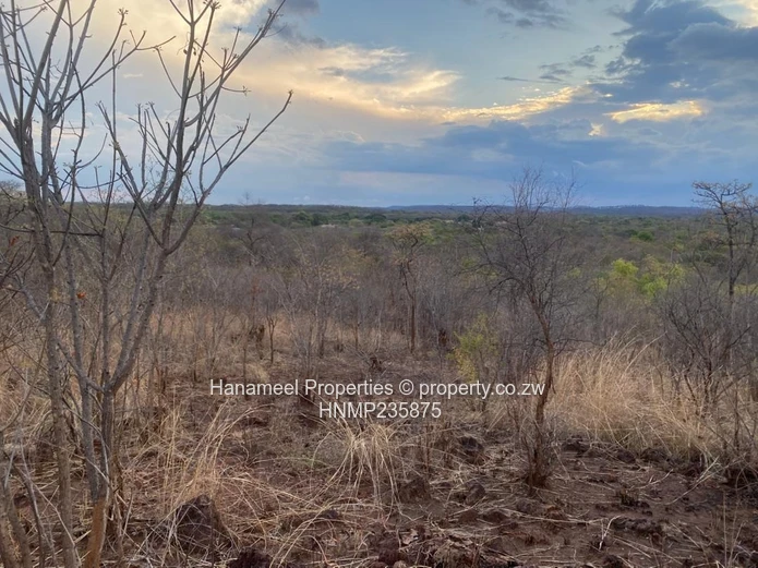 Kwekwe Msasa/ Golden Acres