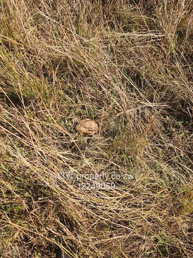 10 Hectares Prime Arable Land for Sale – Nyabira 