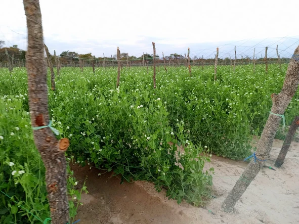 Farm & Agricultural Land