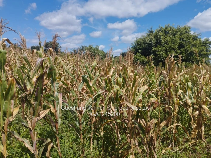 Residential Land For Sale In Buckland Terraces Estate Pomona