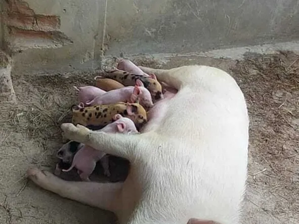 Farm & Agricultural Land