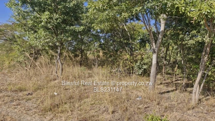 2000m² Arlington Stand 